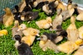 Beautiful fluffy ducklings Royalty Free Stock Photo