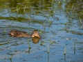 Beautiful, fluffy ducklings of mallard or wild duck (Anas platyrhynchos) swimming in water of a lake Royalty Free Stock Photo