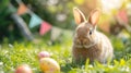 A beautiful fluffy Easter bunny hides colorful eggs in the green grass and looks at the camera Royalty Free Stock Photo