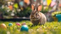 A beautiful fluffy Easter bunny hides colorful eggs in the green grass and looks at the camera Royalty Free Stock Photo