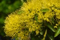 Beautiful fluffy eucalyptus flowers Royalty Free Stock Photo