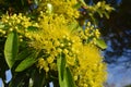 Beautiful fluffy eucalyptus flowers Royalty Free Stock Photo
