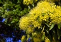 Beautiful fluffy eucalyptus flowers Royalty Free Stock Photo