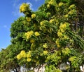 Beautiful fluffy eucalyptus flowers Royalty Free Stock Photo