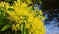 Beautiful fluffy eucalyptus flowers Royalty Free Stock Photo