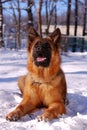 Beautiful fluffy German shepherd dog Junior puppy lying in a winter snowy field. age of nine months Royalty Free Stock Photo