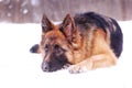 Beautiful fluffy German shepherd dog Junior puppy lying in a winter snowy field. age of nine months Royalty Free Stock Photo