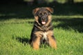 beautiful and fluffy german shepherd puppy Royalty Free Stock Photo