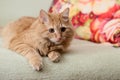 Beautiful fluffy ginger cat lying on the sofa