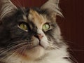 Beautiful fluffy girl Maine Coon tortoiseshell Royalty Free Stock Photo