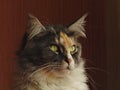 Beautiful fluffy girl Maine Coon tortoiseshell Royalty Free Stock Photo