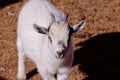 Beautiful fluffy  goat child on the green field Royalty Free Stock Photo