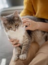 Beautiful fluffy gray cat sitting on the lap of the hostess at home on the couch, love, care and communication with pets Royalty Free Stock Photo