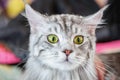 A beautiful fluffy gray pedigreed cat is surprised. Surprised animal Royalty Free Stock Photo