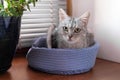 Beautiful gray tabby cat with green eyes is sitting on a cat bed near to a window and pot plant Royalty Free Stock Photo