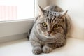 Fluffy gray tabby cat with green eyes is sitting near to the window. Royalty Free Stock Photo
