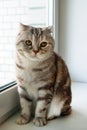 Beautiful fluffy gray tabby Scottish fold cat with yellow eyes Royalty Free Stock Photo
