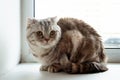 Beautiful fluffy gray tabby Scottish fold cat with yellow eyes. Royalty Free Stock Photo