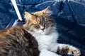 Beautiful fluffy gray and white cat lies on a blue pillow on a white chair near a blue brick wall Royalty Free Stock Photo