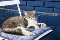 Beautiful fluffy gray and white cat lies on a blue pillow on a white chair near a blue brick wall Royalty Free Stock Photo