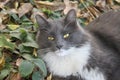 Beautiful fluffy gray with white spots the cat lies in the garden Royalty Free Stock Photo