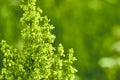 Beautiful fluffy green bush. blur background. color Royalty Free Stock Photo