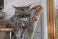 Beautiful fluffy grey cat with green eyes sits in a chair, cloes up