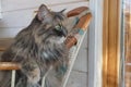 Beautiful fluffy grey cat with green eyes sits in a chair, cloes up