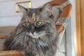 Beautiful fluffy grey cat with green eyes sits in a chair, cloes up