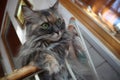 Beautiful fluffy grey cat with green eyes sits in a chair, cloes up