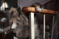 Beautiful fluffy grey cat with green eyes sits in a chair, cloes up