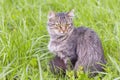 A beautiful fluffy grey cat sits in the grass and looks away Royalty Free Stock Photo