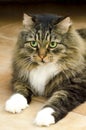 Beautiful fluffy grey kind well-groomed domestic cat with green eyes and white paws. Veterinary clinic