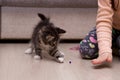 Beautiful fluffy kitten multicolor playing with baby on the floor