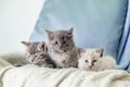 Beautiful fluffy 3 kittens lay on white blanket against a blue background. Many kittens. Gray white and tabby kitten. Different Royalty Free Stock Photo