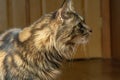 Beautiful fluffy Maine Coon cat sitting on the floor of the room