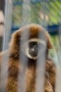 A beautiful fluffy monkey sits in a cage at the zoo in summer Royalty Free Stock Photo
