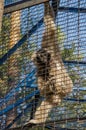 A beautiful fluffy monkey sits in a cage at the zoo in summer Royalty Free Stock Photo