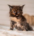 Beautiful fluffy multi colored black maine coon baby kitten looking curios blue eyes. Closeup soft