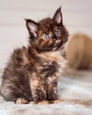 Beautiful fluffy multi colored black maine coon baby kitten looking curios blue eyes. Closeup
