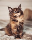 Beautiful fluffy multi colored black maine coon baby kitten looking up her curios blue eyes. Closeup