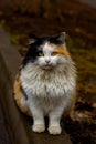 Beautiful fluffy multi-colored red cat with black and white sits on a path in the park