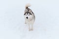 Dog looks like wolf. Portrait of gray white Siberian husky on background of white snow. Beautiful and fluffy northern sled dog Royalty Free Stock Photo