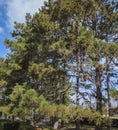 Beautiful fluffy pines Stankevich Pinus brutia stankewiczii against the blue sky in Sevastopol. Pinus brutia var. stankewiczii i Royalty Free Stock Photo