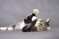 Beautiful fluffy playful cat on a gray background