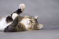 Beautiful fluffy playful cat on a gray background