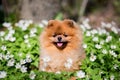 Beautiful and fluffy pomeranian dog in a spring forest flowers. Adorable dog. Dog in a forest.