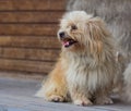 a beautiful fluffy puppy of fawn color sits against a wooden wall, opened its mouth and showed clean white teeth, sticking out its