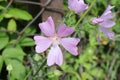 Beautiful fluffy purple flower close-up on blurred background Royalty Free Stock Photo