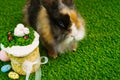 A beautiful fluffy rabbit lies on the green grass next to painted eggs and Easter cakes. Easter holiday concept. Holiday card Royalty Free Stock Photo